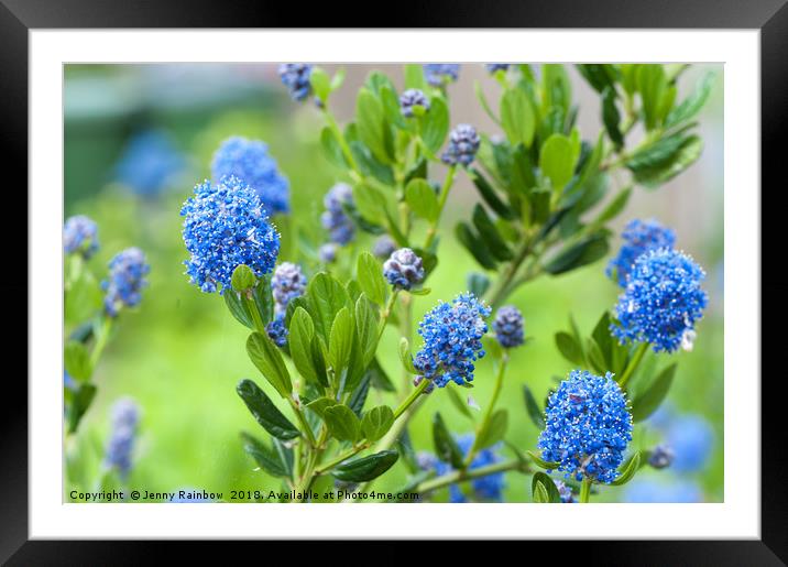 Blue Blossom of Ceanothus Concha Branch Close Up Framed Mounted Print by Jenny Rainbow