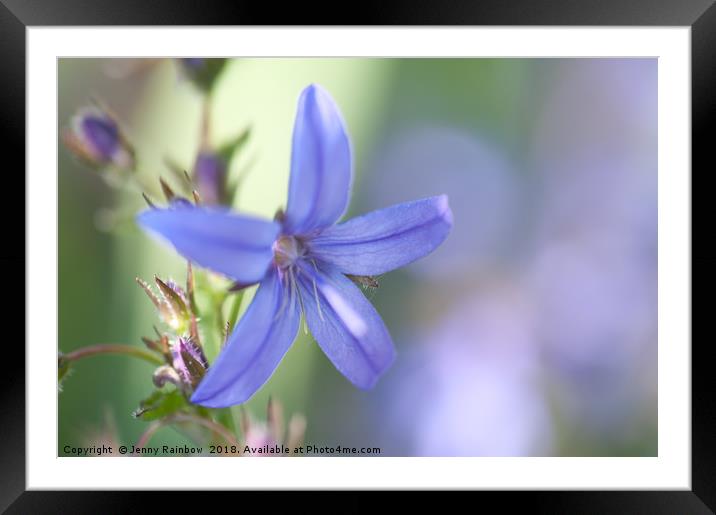 Campanula blue waterfall close up  with mint green Framed Mounted Print by Jenny Rainbow