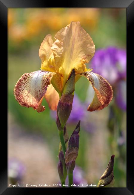 Magic Carpet.The Beauty of Irises Framed Print by Jenny Rainbow