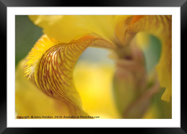 Sepiagold.The Beauty of Irises Framed Mounted Print by Jenny Rainbow