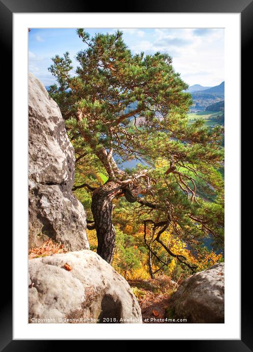 Pine Tree. Saxon Switzerland Framed Mounted Print by Jenny Rainbow