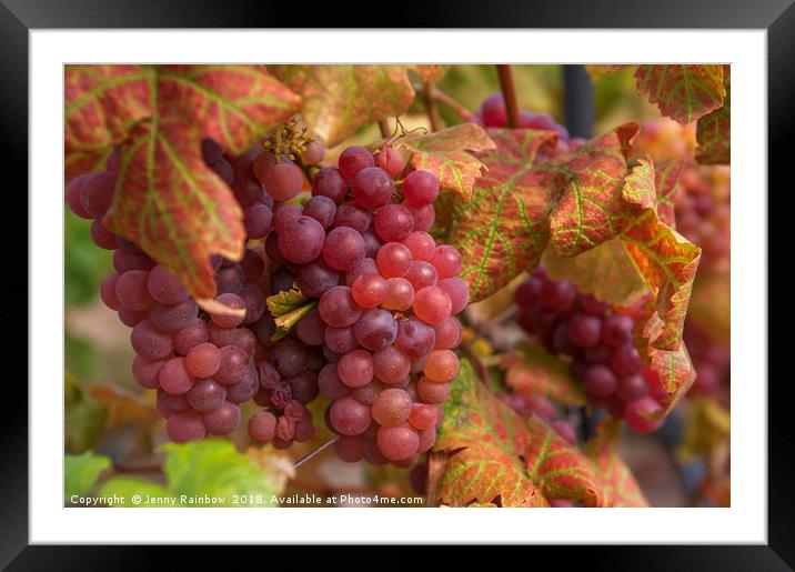 Juicy Taste Of Autumn. Red Grapes Clusters 1 Framed Mounted Print by Jenny Rainbow