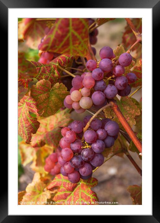 Juicy Taste Of Autumn. Red Grapes Clusters 3 Framed Mounted Print by Jenny Rainbow