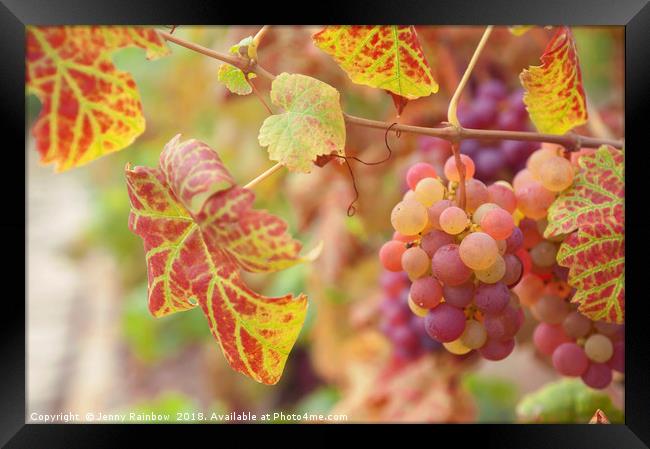 Juicy Taste Of Autumn. Red Grapes Clusters 8 Framed Print by Jenny Rainbow