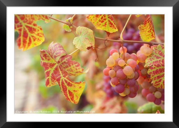 Juicy Taste Of Autumn. Red Grapes Clusters 8 Framed Mounted Print by Jenny Rainbow