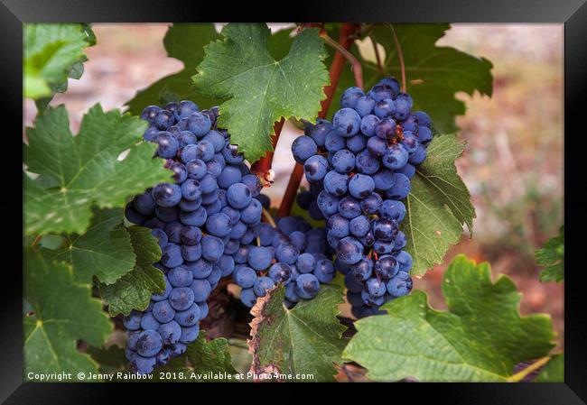 Blue Grapes Vines Framed Print by Jenny Rainbow
