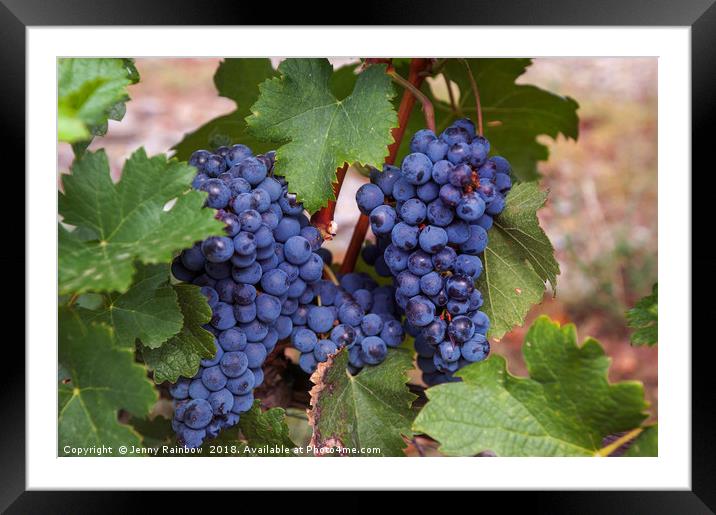 Blue Grapes Vines Framed Mounted Print by Jenny Rainbow