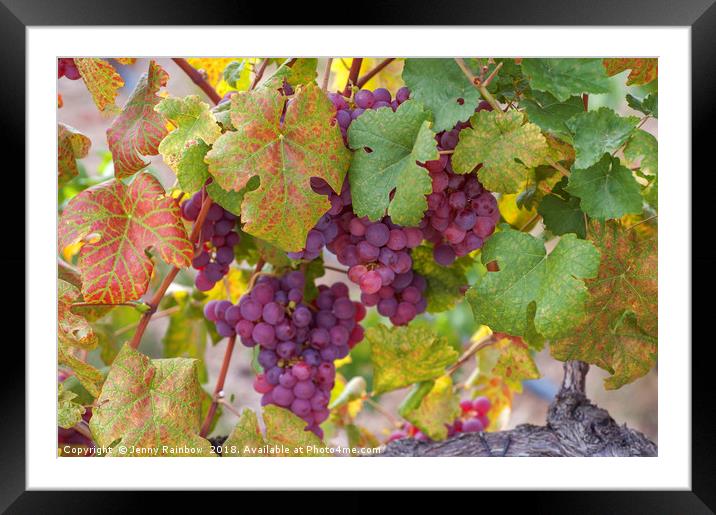 Juicy Taste Of Autumn. Red Grapes Clusters 10 Framed Mounted Print by Jenny Rainbow