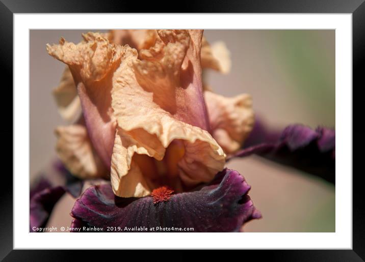 Tall Bearded Iris Prague Close up Framed Mounted Print by Jenny Rainbow