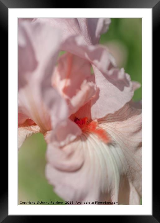 Pink Tall Bearded Iris Vanity Macro Framed Mounted Print by Jenny Rainbow