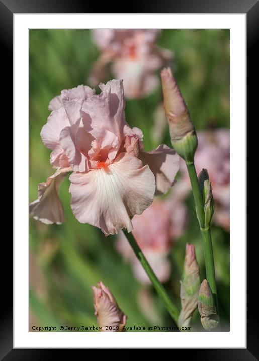 Pink colored Tall Bearded Iris Vanity Framed Mounted Print by Jenny Rainbow