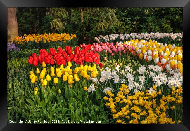 Colorful Patches of Tulips and Narcissus Framed Print by Jenny Rainbow