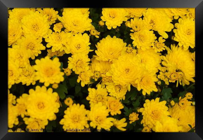 Chrysanthemum Poppins Yellow Jewel  Framed Print by Jenny Rainbow