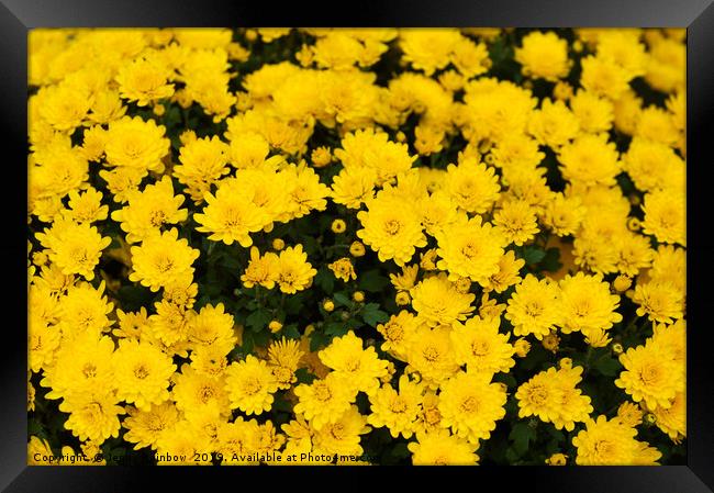 Chrysanthemum Poppins Yellow Jewel  1 Framed Print by Jenny Rainbow