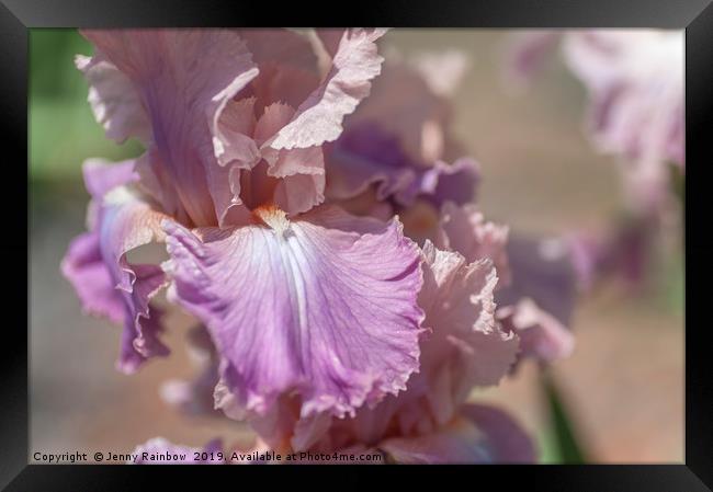 Tall Bearded Iris 'Pond Lily' Framed Print by Jenny Rainbow