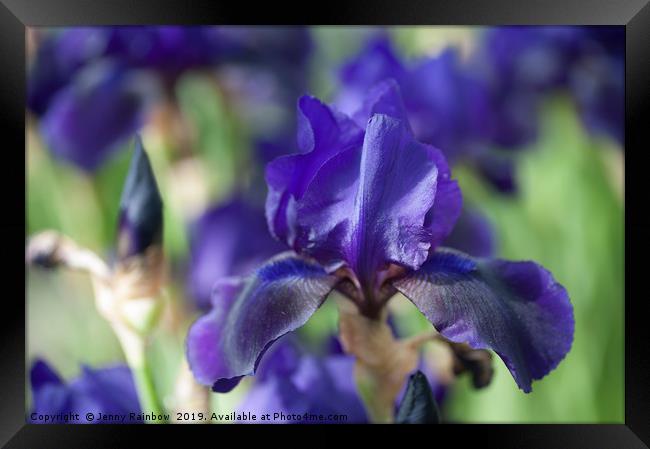 Tall Bearded Iris 'Black Forest' Framed Print by Jenny Rainbow