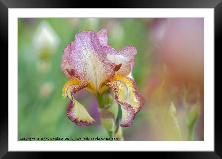 Tall Bearded Iris 'Tiffany' Framed Mounted Print by Jenny Rainbow