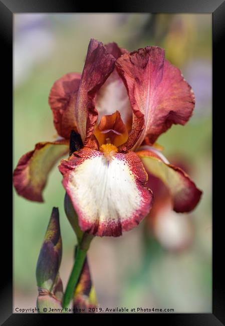 Beauty Of Irises. Jet  Fire Framed Print by Jenny Rainbow