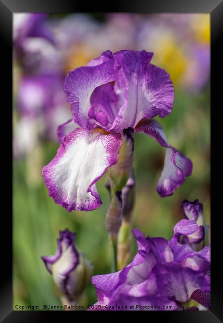 Beauty Of Irises. Kimberly Framed Print by Jenny Rainbow
