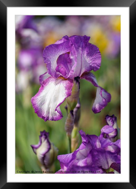 Beauty Of Irises. Kimberly Framed Mounted Print by Jenny Rainbow
