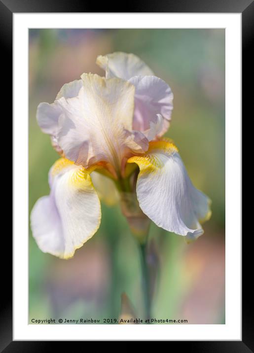 Beauty Of Irises. Lula Marguerite Framed Mounted Print by Jenny Rainbow