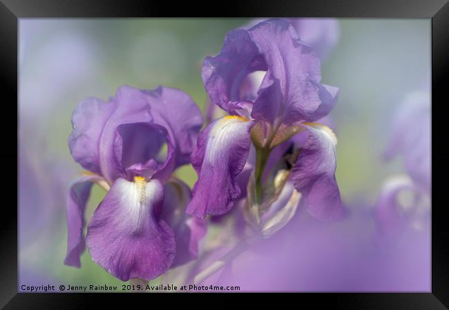 Beauty of Irises. Aphrodite 5 Framed Print by Jenny Rainbow