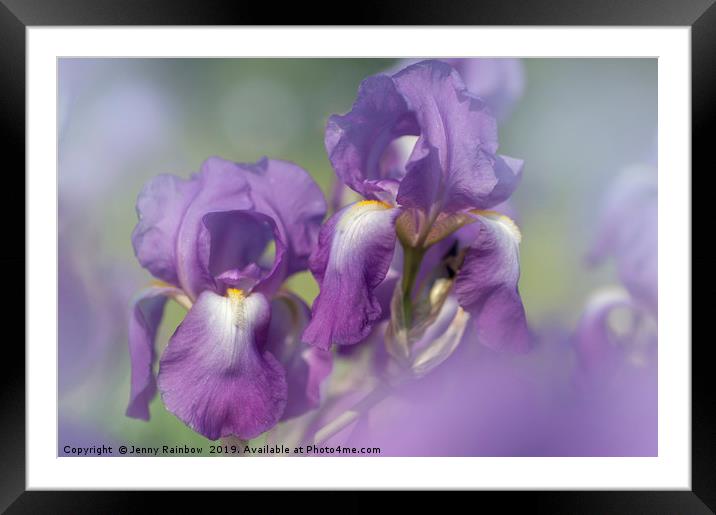 Beauty of Irises. Aphrodite 5 Framed Mounted Print by Jenny Rainbow