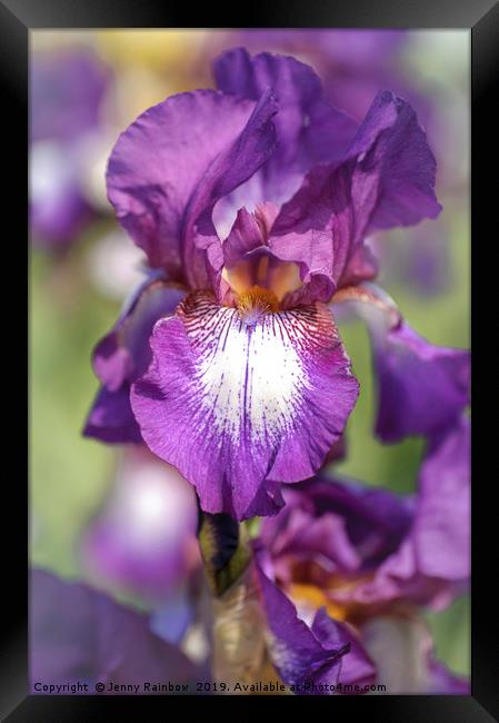 Beauty Of Irises. Bazarok Framed Print by Jenny Rainbow