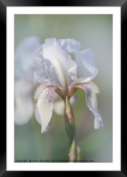 Beauty Of Irises. Bridesmaid Framed Mounted Print by Jenny Rainbow