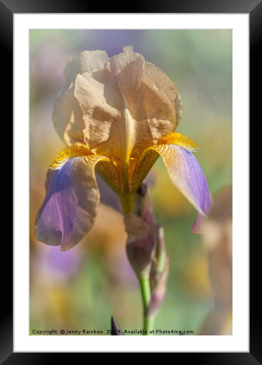 Beauty Of Irises. Evolution Framed Mounted Print by Jenny Rainbow