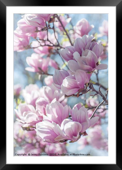 Abundant Blooms of Chinese Magnolia 1 Framed Mounted Print by Jenny Rainbow