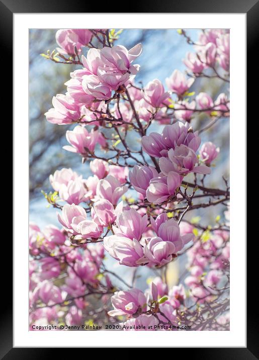 Abundant Blooms of Chinese Magnolia 2 Framed Mounted Print by Jenny Rainbow