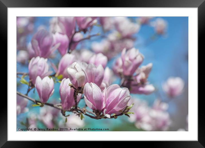 Blooms of Chinese Magnolia Framed Mounted Print by Jenny Rainbow