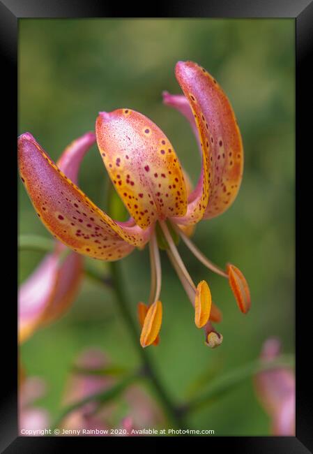 Martagon Lilium Fairy Morning 3 Framed Print by Jenny Rainbow