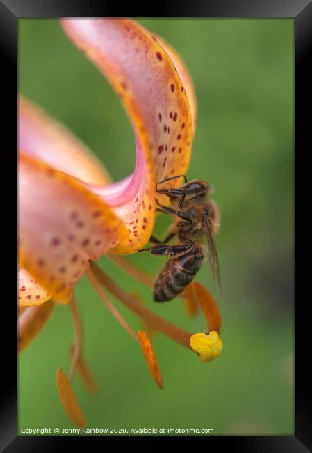 Martagon Lilium Fairy Morning  with Pollinating Bee Framed Print by Jenny Rainbow