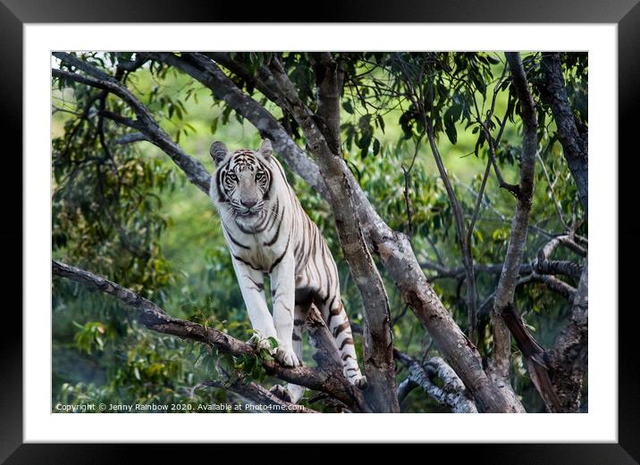 White Tiger on the Tree Framed Mounted Print by Jenny Rainbow