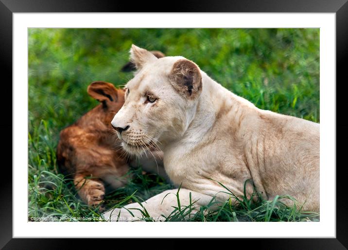 Two Lion Cubs Framed Mounted Print by Jenny Rainbow