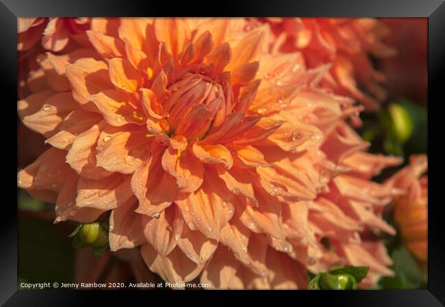 Dahlia Clyde's Choice Framed Print by Jenny Rainbow