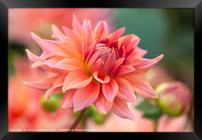 Dahlia Coral Glow Framed Print by Jenny Rainbow