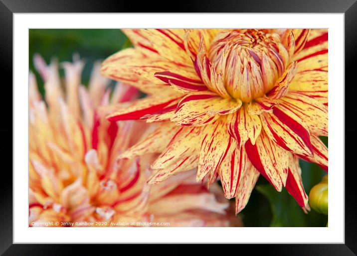 Dahlia Hollyhill 6-in-1 Framed Mounted Print by Jenny Rainbow