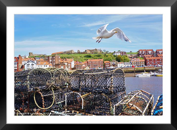 Gull at Whitby Framed Mounted Print by colin potts