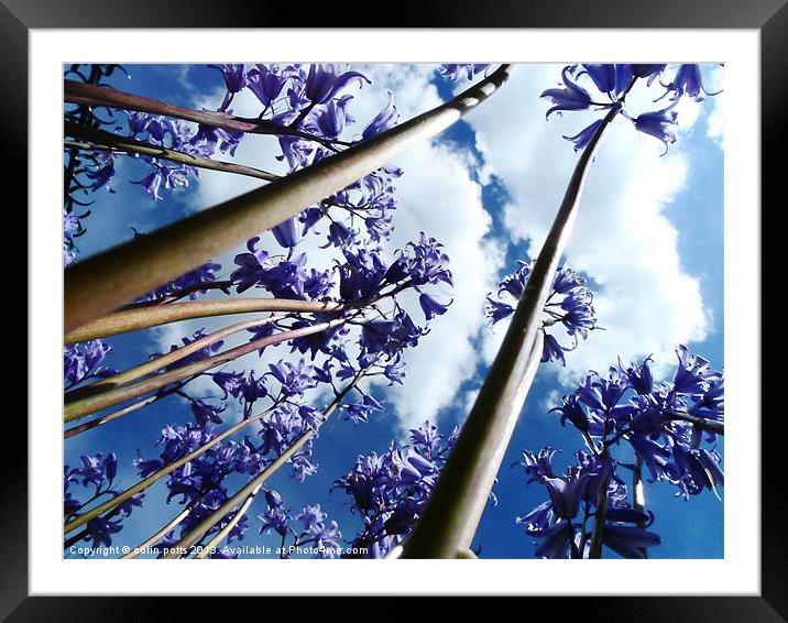 Bluebell trees Framed Mounted Print by colin potts