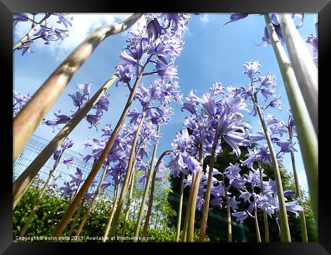 giant bluebell trees Framed Print by colin potts