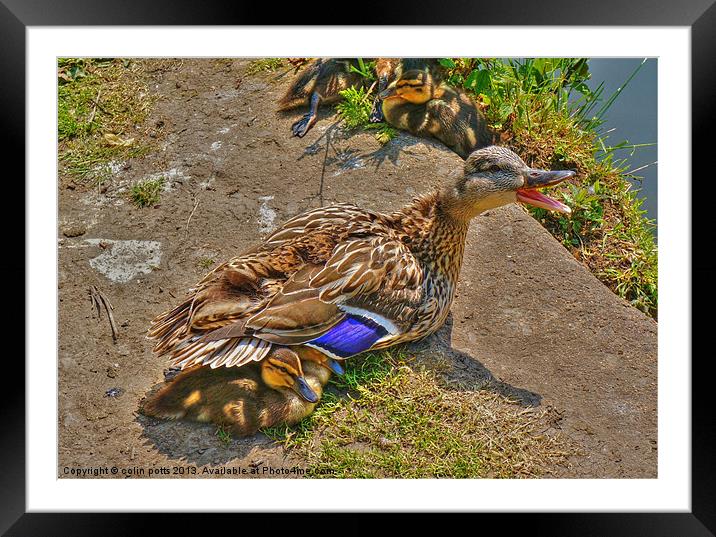 Duck and babies. Framed Mounted Print by colin potts