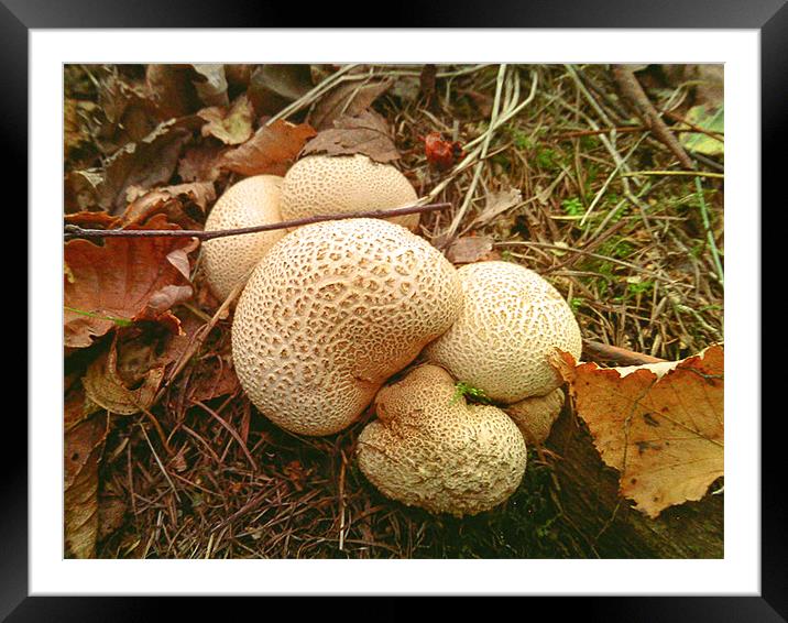 Forest floor mushrooms Framed Mounted Print by Mike Dickinson