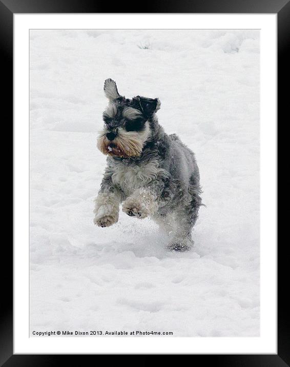 Schnauzer in the snow Framed Mounted Print by Mike Dickinson