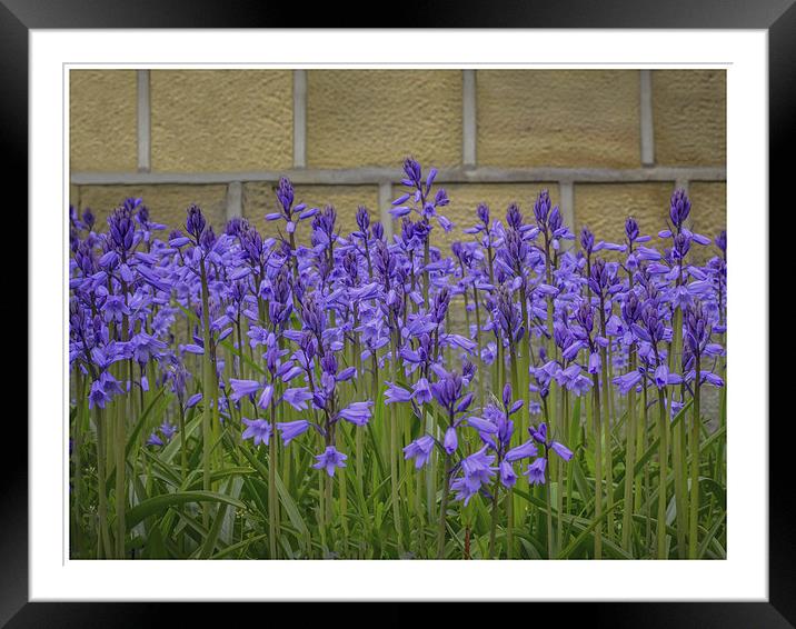  Bluebells Framed Mounted Print by Mike Dickinson