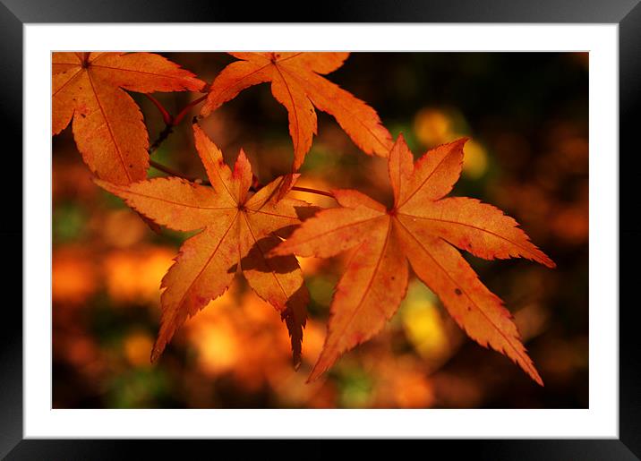Golden Leaves of Autumn Framed Mounted Print by vicky Lewis