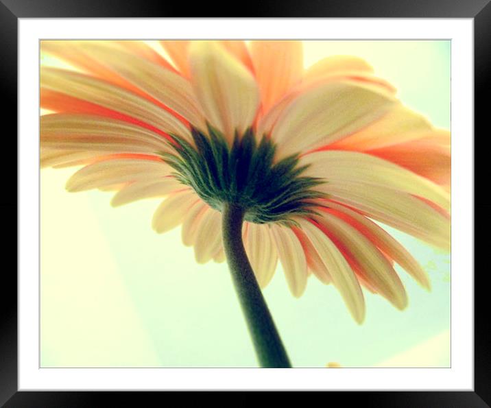 Flowers in the spring Framed Mounted Print by Amy Copp