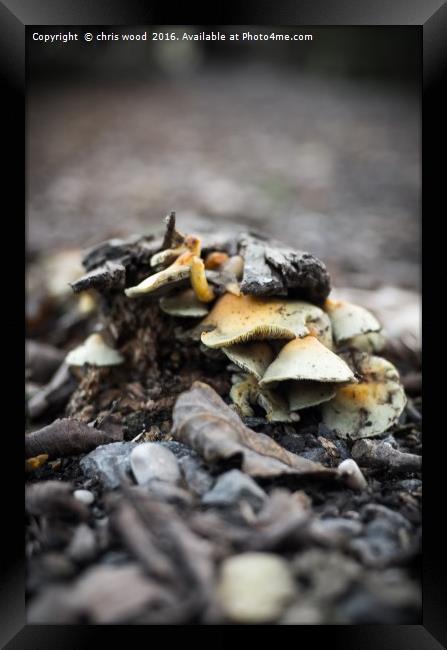 Fungus in the woods Framed Print by chris wood